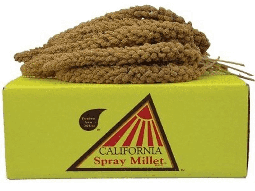 California Golden Spray Millet-4 Sprigs
